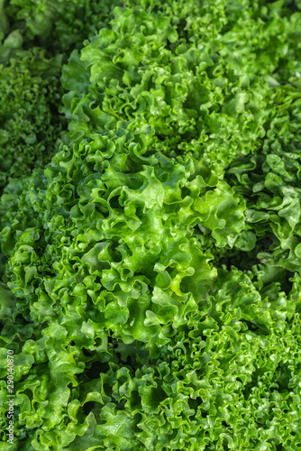 Close up view of fresh lettuce salad leafs. Green raw food background. Soft focus