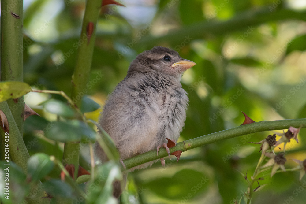 Baby Sparrow perched in Cornish hedge Baby Sparrow perched in Cornish hedge