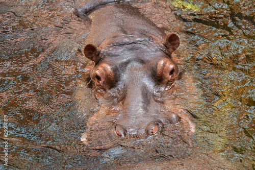 Hippo in water. Common hippopotamus (Hippopotamus amphibius)