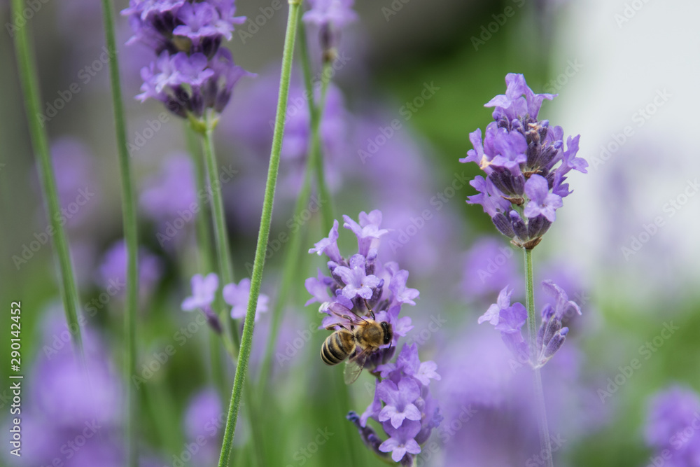 Obraz premium Bee fouraging on a lavender bush.