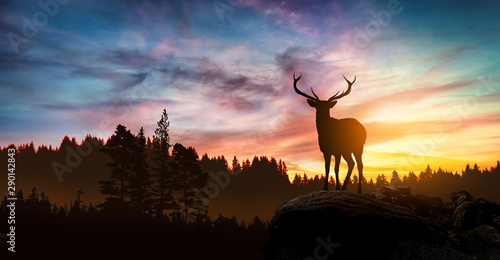 Obraz na plátně deer at sunset