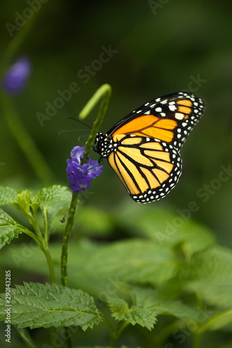 The Monarch butterfly (Danaus plexippus).