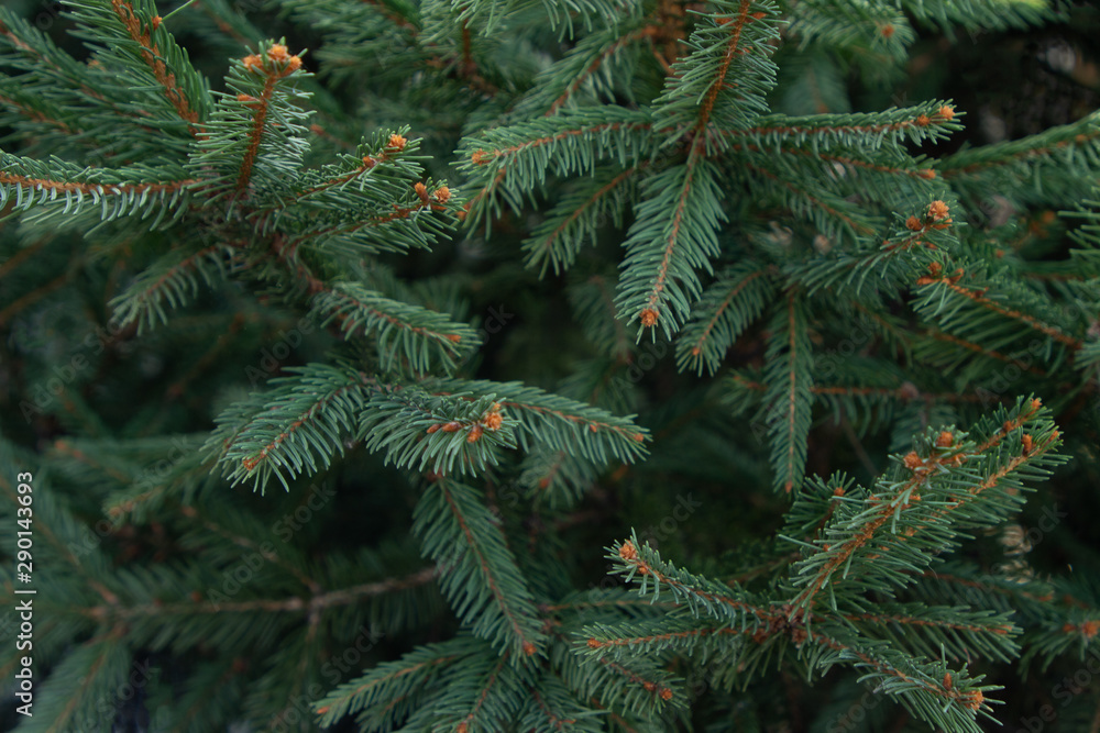 Creative layout made of Christmas tree branches. Flat lay. Nature New Year concept. Creative layout made of Christmas tree branches. Flat lay. Nature New Year concept.