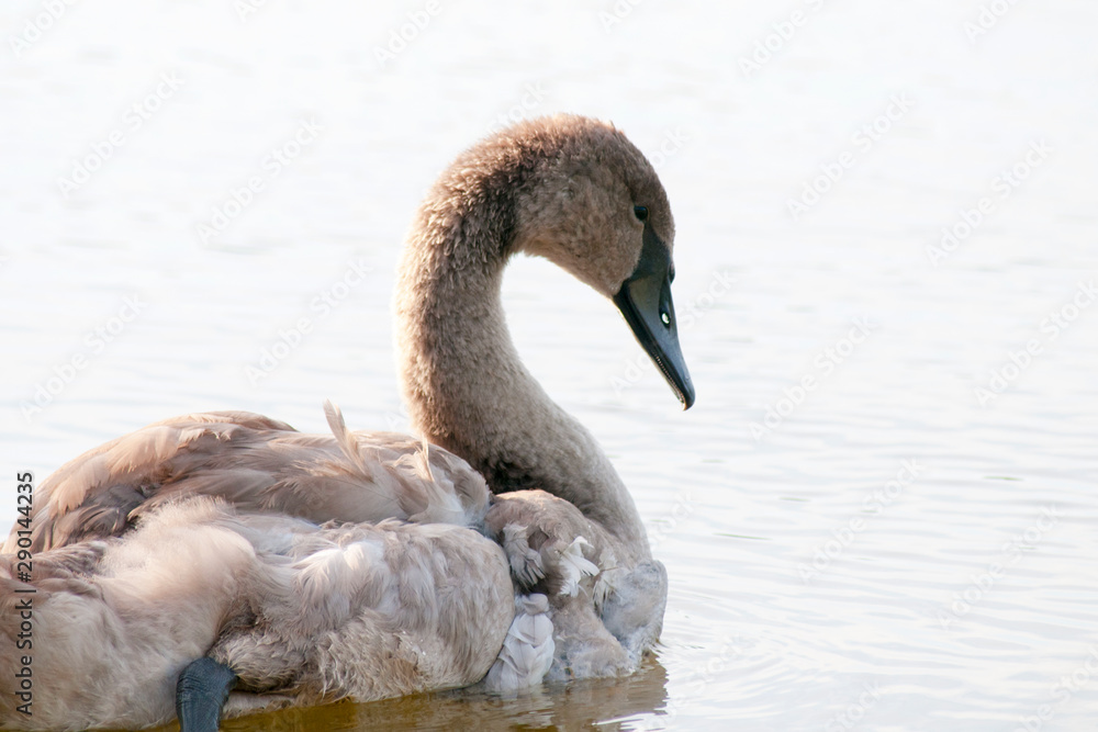 Fototapeta premium white swans with small swans on the lake