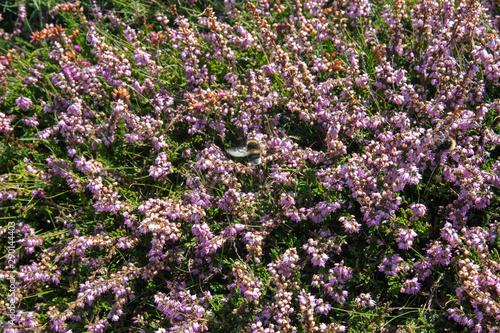 Bee in flight after feeding on heather