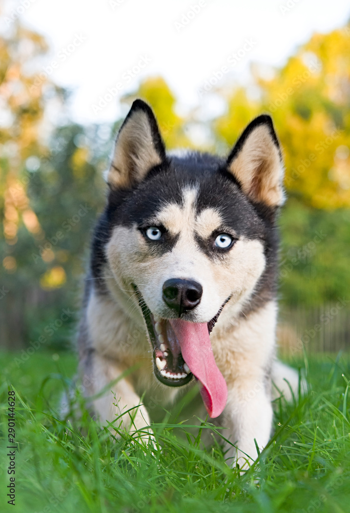 portrait of siberian husky portrait of siberian husky