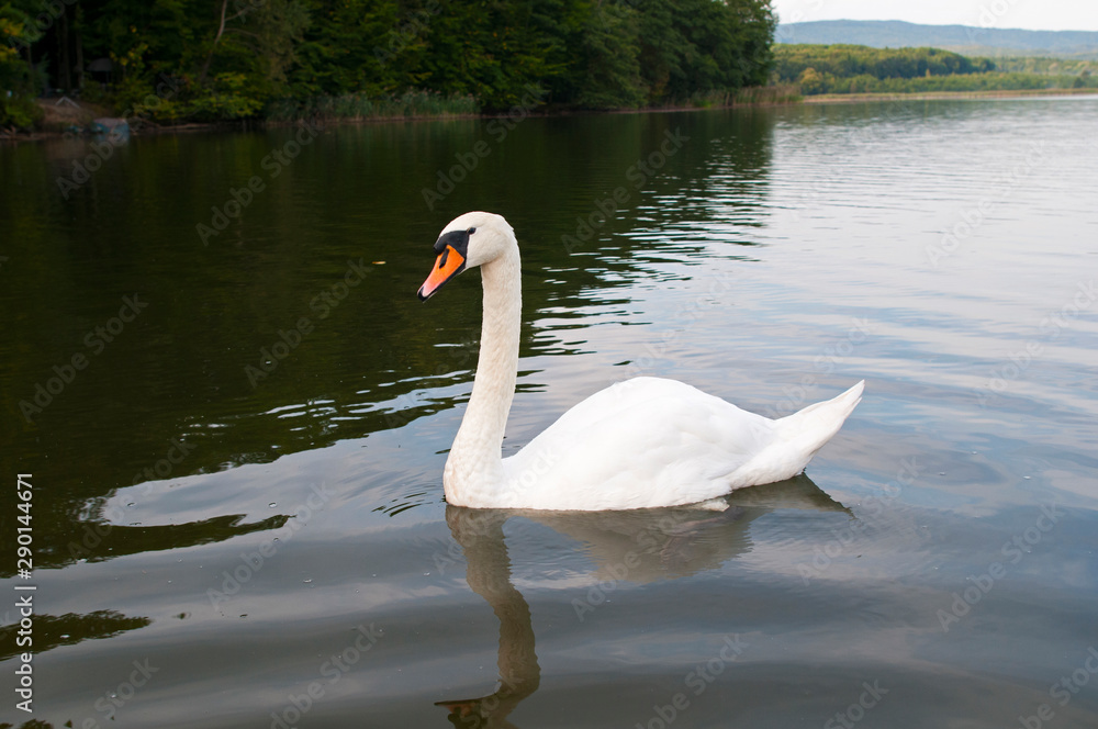 Fototapeta premium white swans with small swans on the lake
