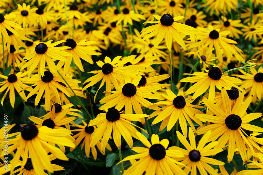 Rudbeckia (Rudbeckia fulgida) on a flowerbed in a summer park. Floral background of yellow daisies. Rudbeckia (Rudbeckia fulgida) on a flowerbed in a summer park. Floral background of yellow daisies.