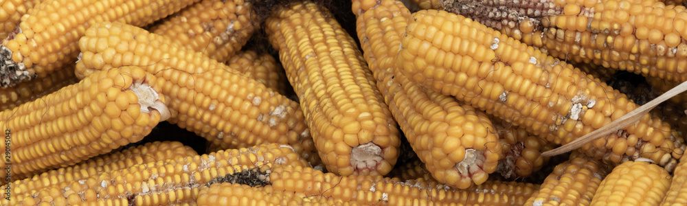 Autumn harvest of corn, close up of whole dry sweet corn Autumn harvest of corn, close up of whole dry sweet corn