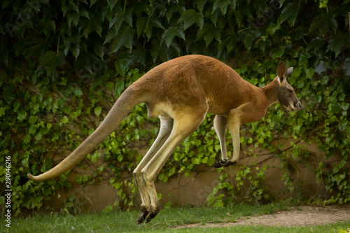 Red Kangaroo (Macropus rufus) in zoo.