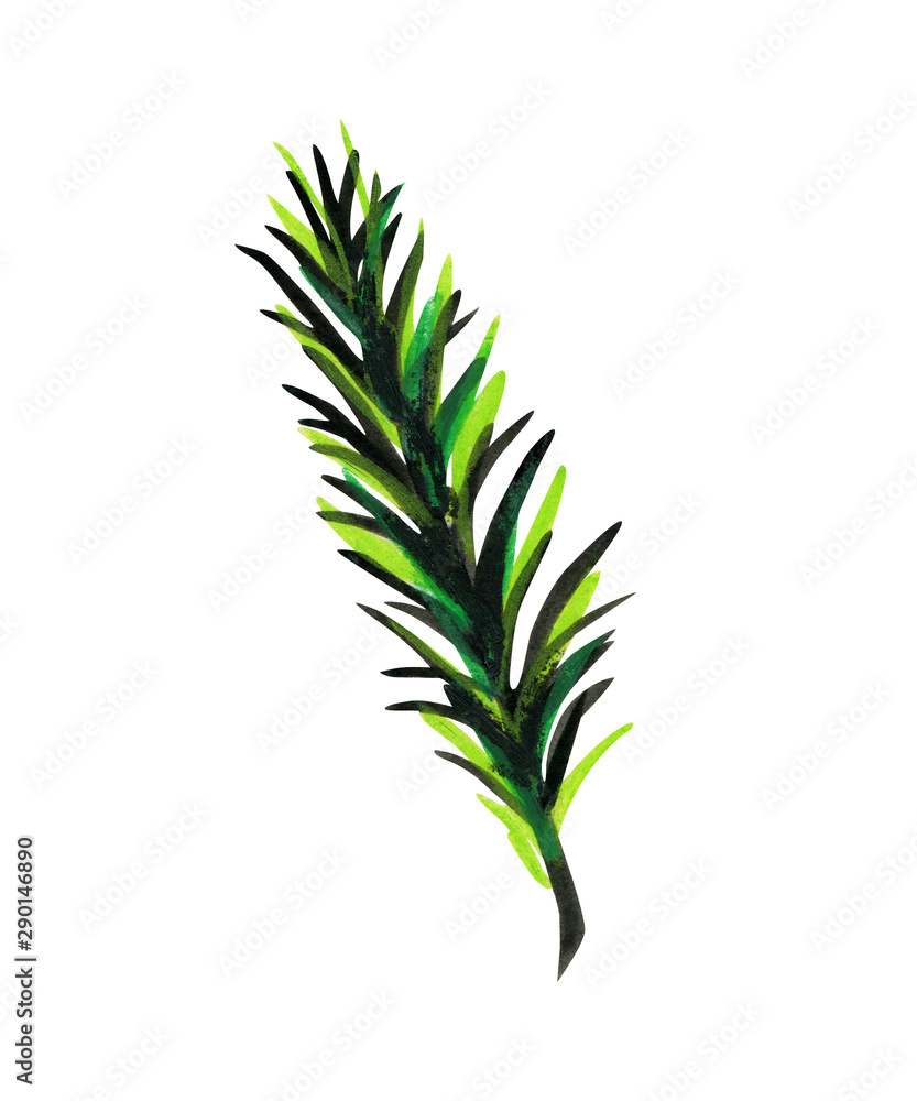 Fluffy green branch of pine or spruce. Fluffy green branch of pine or spruce.