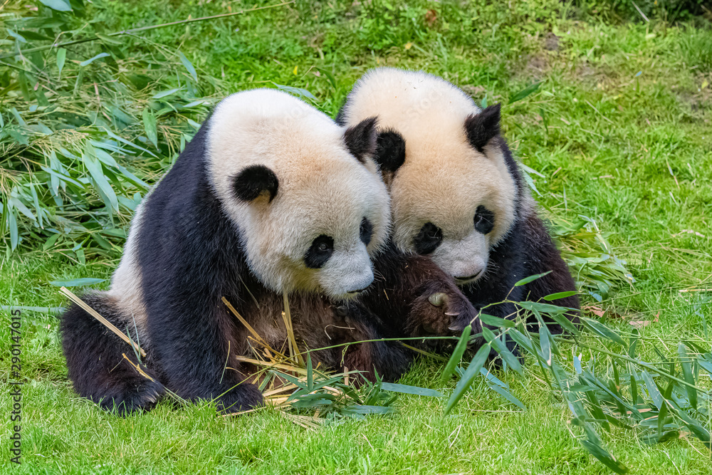 Giant pandas, bear pandas, the mother and her son eating bamboo Giant pandas, bear pandas, the mother and her son eating bamboo