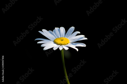 A single daisy on a black background