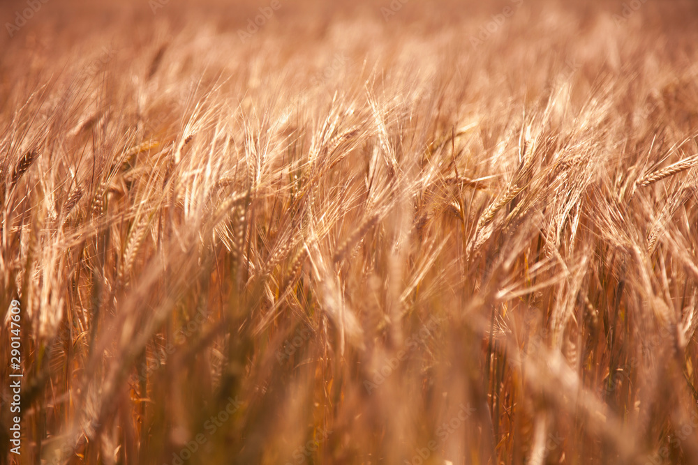 Obraz premium Close up spikes of wheat in sun rays. Grain crops in the field. Agriculture, agronomy, industry concept.