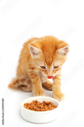 Fototapeta Naklejka Na Ścianę i Meble -  Little ginger kitten eats cat food from a bowl.