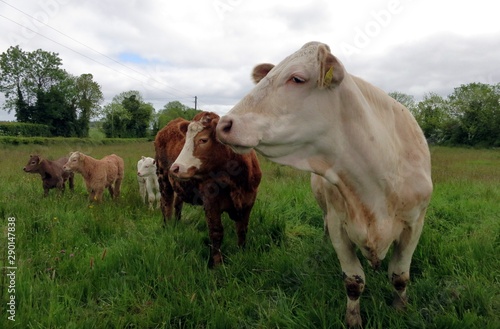 Wallpaper Mural Cows grazing in the green fields of Ireland Torontodigital.ca