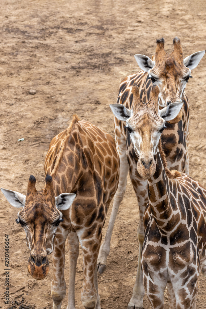 Obraz premium Sisters