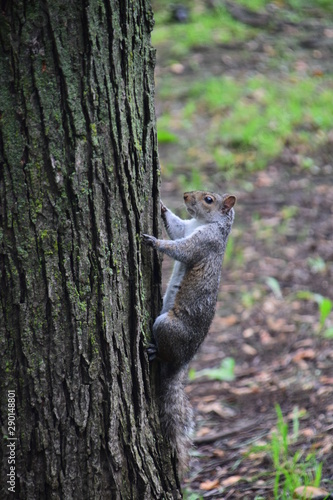 Mount Royal Park Montreal