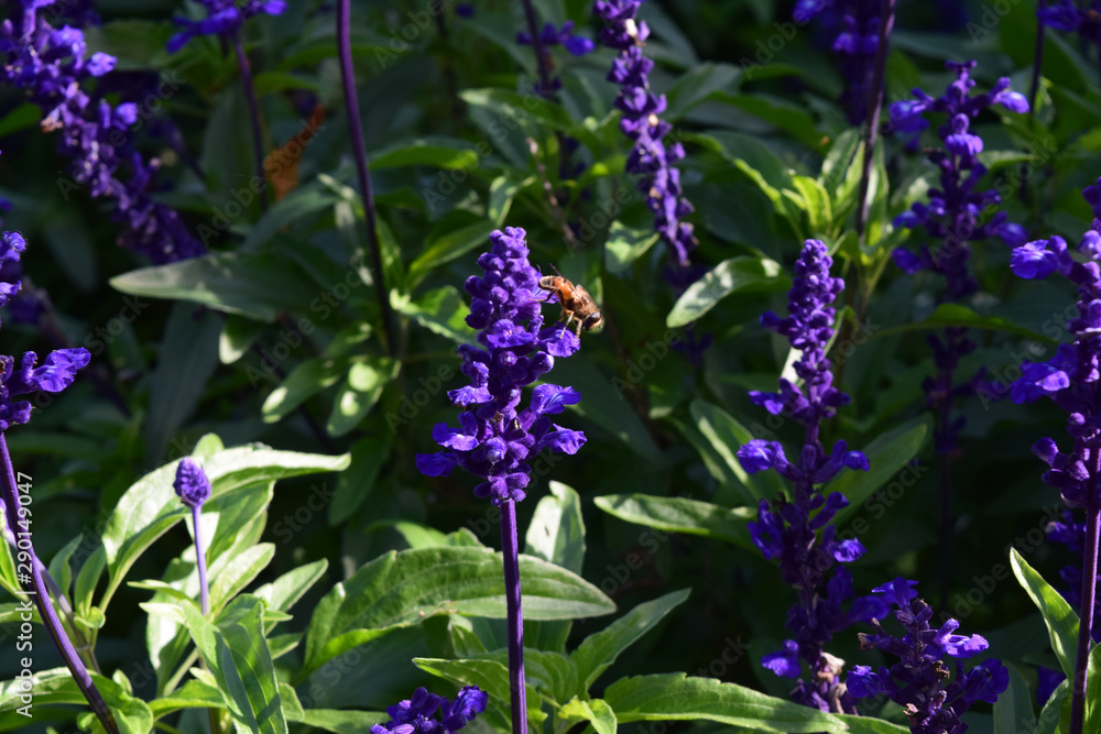 Honey Bee on purple flower in the garden Honey Bee on purple flower in the garden