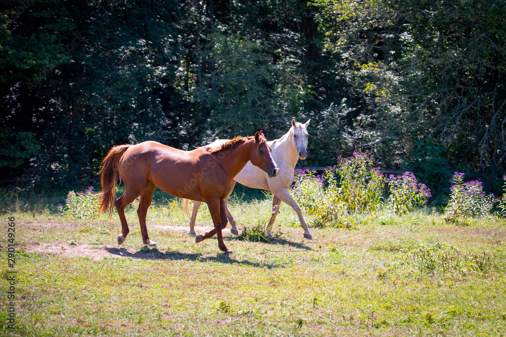 Fototapeta premium Beautiful red and white horses on a farm in the field in North Carolina
