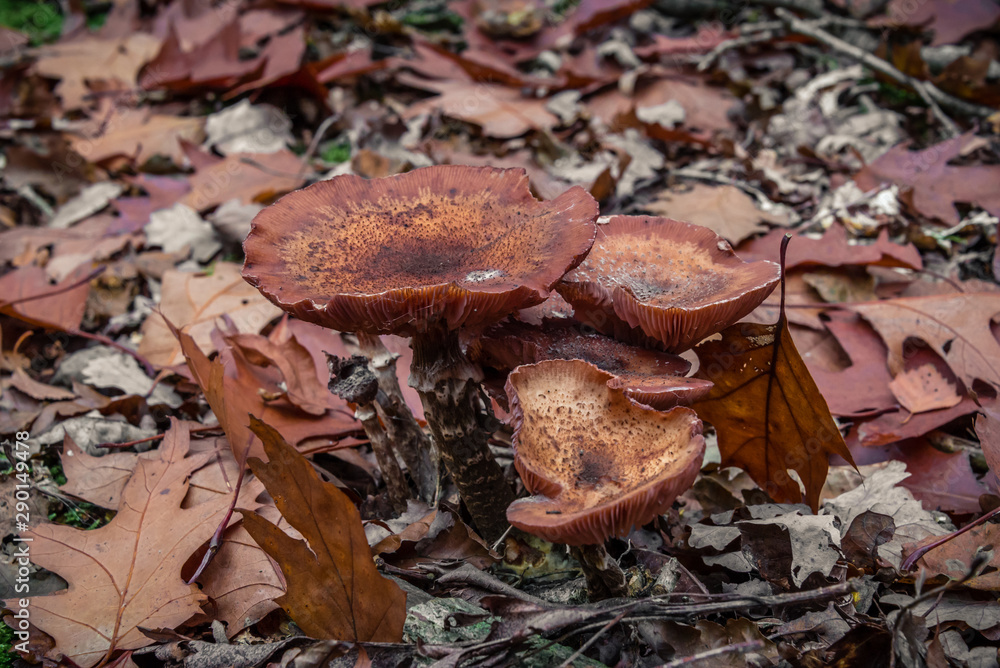 macro photograph close up of beautiful mushrooms in the woods in autumn macro photograph close up of beautiful mushrooms in the woods in autumn