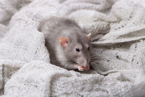 Charming pet. Gray decorative rat Dumbo in a woolen chalet.