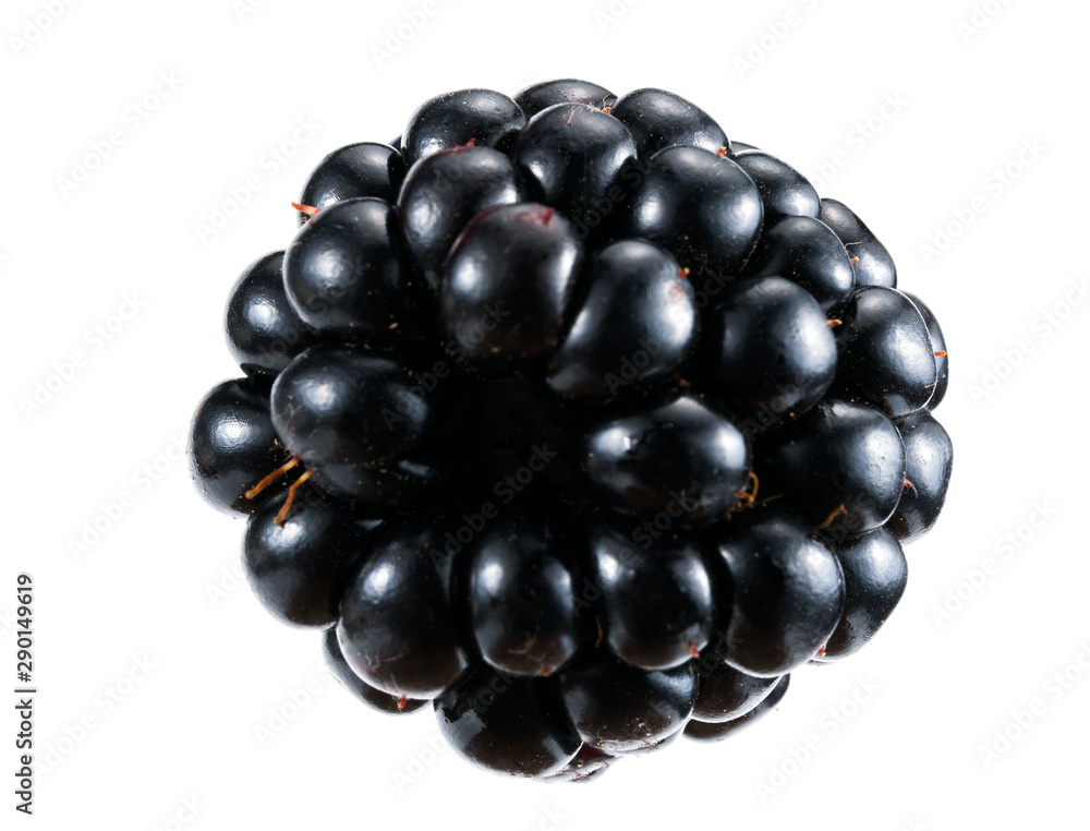 blackberry on a white background blackberry on a white background