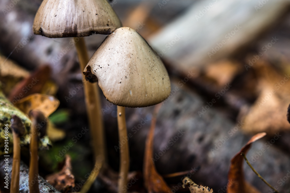 macro photograph close up of beautiful mushrooms in the woods in autumn macro photograph close up of beautiful mushrooms in the woods in autumn
