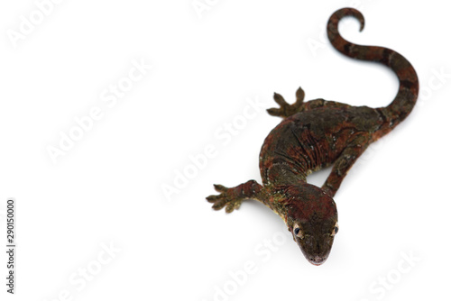 The mossy New Caledonian gecko isolated on white background © Dmitry