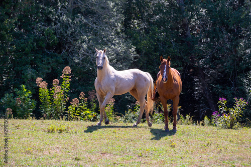Beautiful red and white horses on a farm in the field in North Carolina
