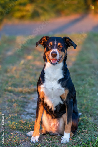 Portrait of appenzeller mountain dog, sitting on the summer field, natural light
