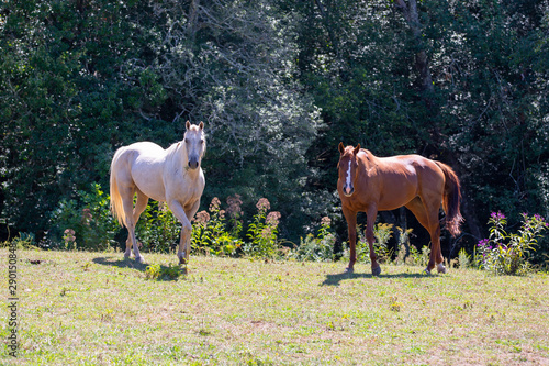 Beautiful red and white horses on a farm in the field in North Carolina