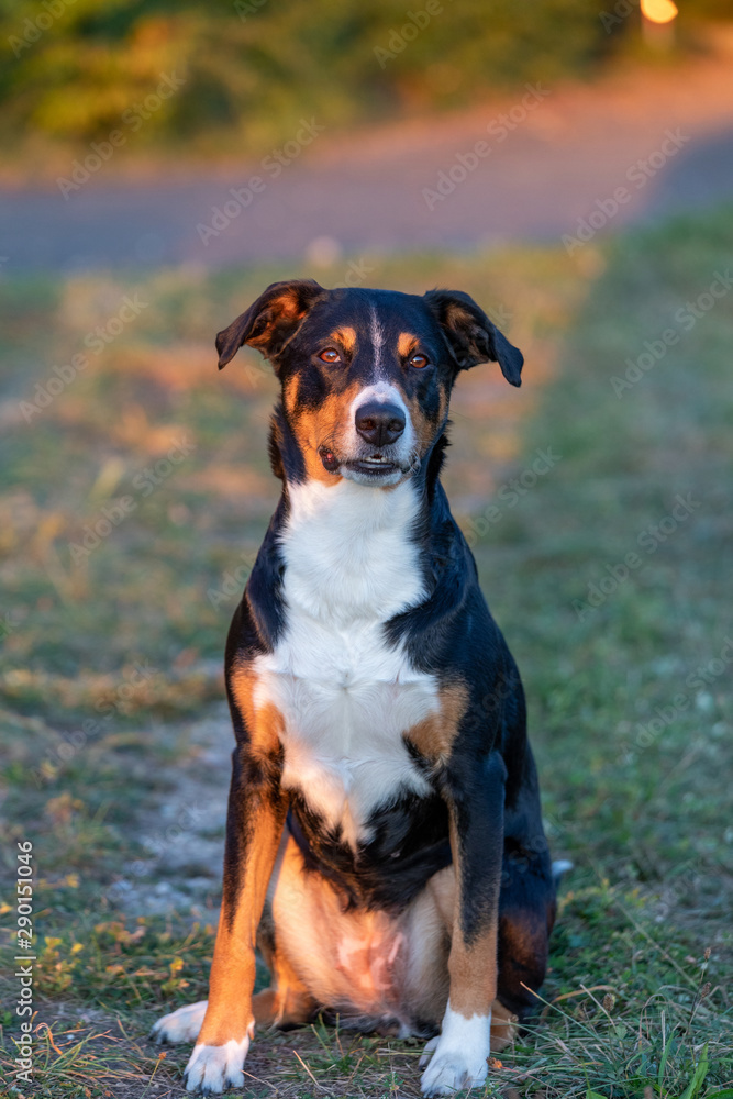 Portrait of appenzeller mountain dog, sitting on the summer field, natural light Portrait of appenzeller mountain dog, sitting on the summer field, natural light