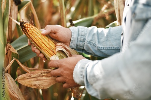 farmer holding corn in field