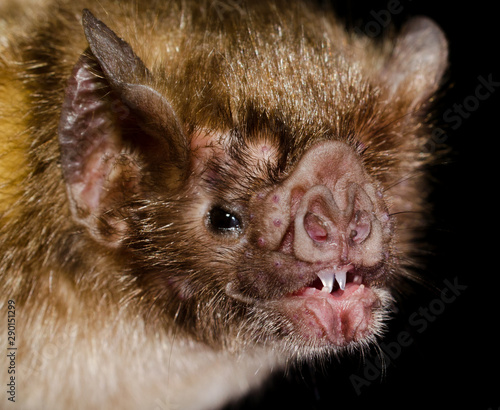 The common vampire bat (Desmodus rotundus) is a small, leaf-nosed bat native to the Americas. It is one of three extant species of vampire bat. This bat mainly feeds on the blood of livestock.