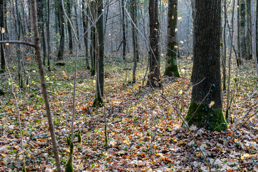 forest in autumn with dry leaves on the ground forest in autumn with dry leaves on the ground