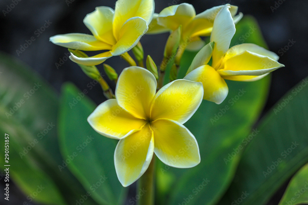 Fototapeta premium yellow plumeria and plant leaves