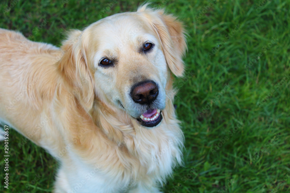 Young cute retriever. Close-up. Background. Young cute retriever. Close-up. Background.