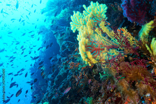 Fototapeta Naklejka Na Ścianę i Meble -  Coral reef from lastovo, Croatia