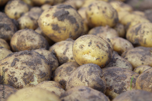 Fresh dug potatoes in a field on a farm. Close-up. Background. Texture.