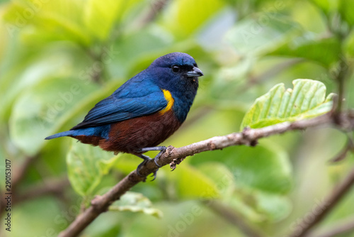 Colorful Chestnut-bellied Euphonia (Euphonia pectoralis) in the natural habitat, sitting on a branch in the Atlantic Forest of Brazil.