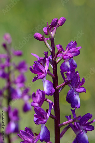 Lockerblütiges Knabenkraut (Anacamptis laxiflora) lax-flowered orchid, loose-flowered orchid photo