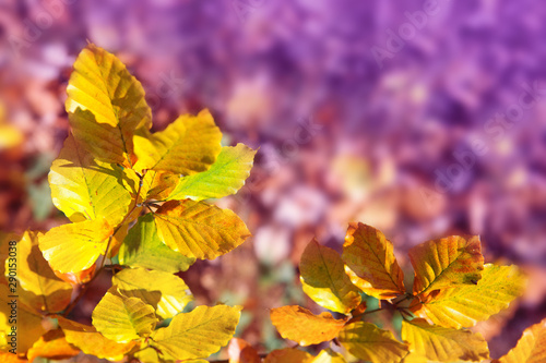 Yellow beech leaves isolated on blur background in the autumn park.