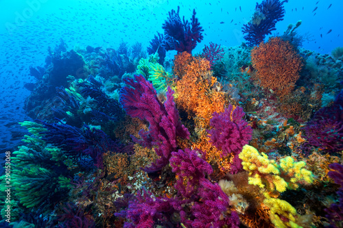 Coral reef from lastovo, Croatia photo