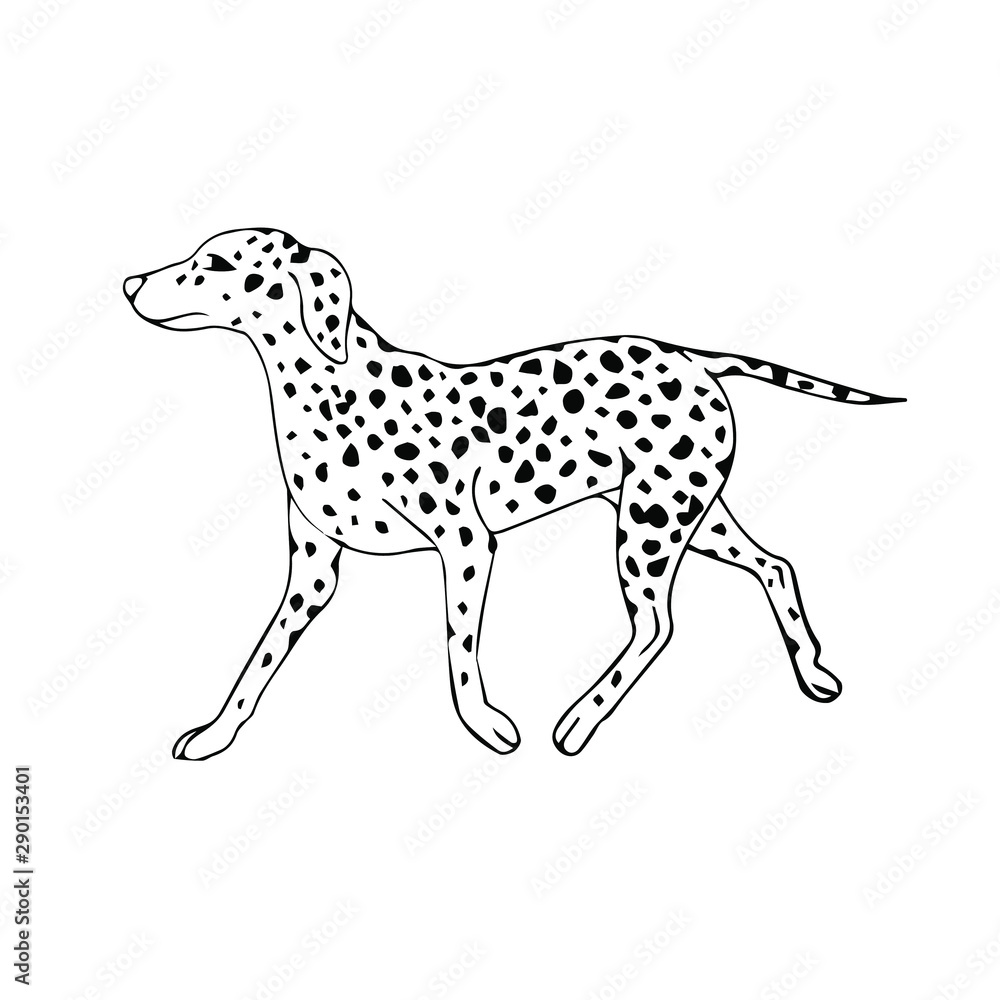 Vector hand drawn sketch doodle Dalmatian dog isolated on white background