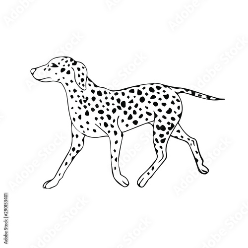 Vector hand drawn sketch doodle Dalmatian dog isolated on white background
