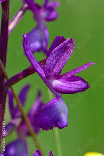 Lockerblütiges Knabenkraut (Anacamptis laxiflora) lax-flowered orchid, loose-flowered orchid photo