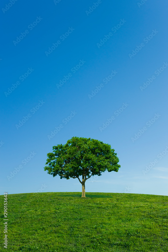 Hill tree Hill tree