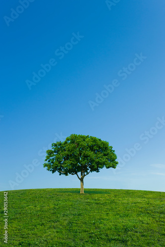 Hill tree