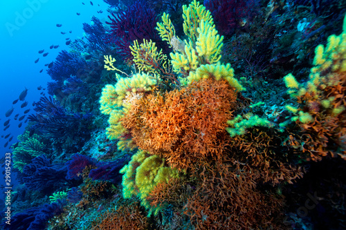 Coral reef from lastovo, Croatia